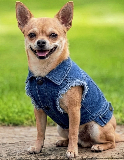 Jeans Jacka Hund - Valfritt Tryck - Bild 2